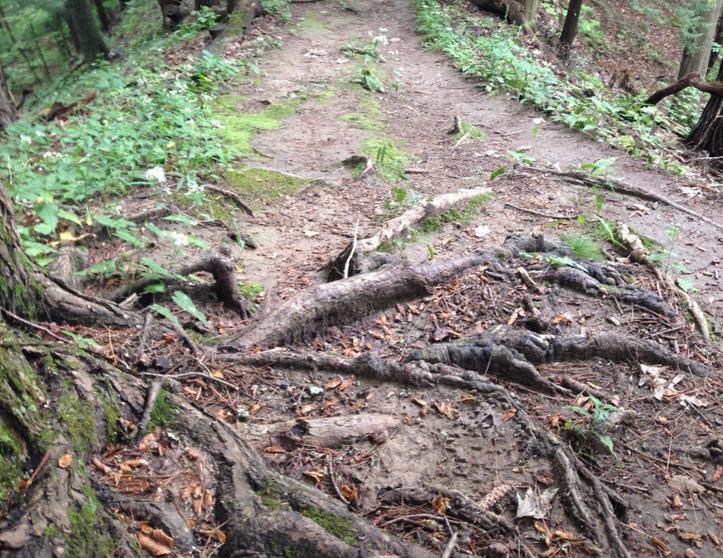 Main image for The Road to Cayuga Trails 50: 75 Days Left
