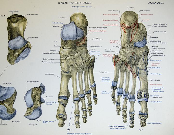 Main image for The Road to Cayuga Trails 50: Tale of Woe, Fractured Toe (supposed to be: May Day 5 Miler)