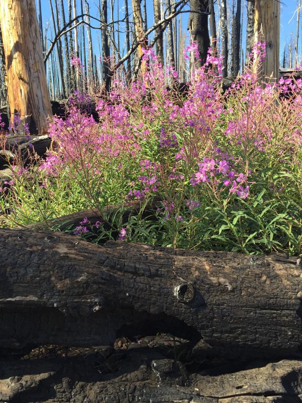 Wildflowers flourishing