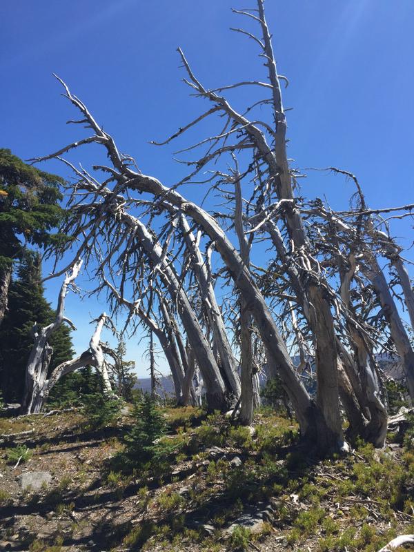 Amazing trees, deformed by the elements