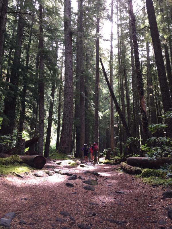 Beautiful forested trail