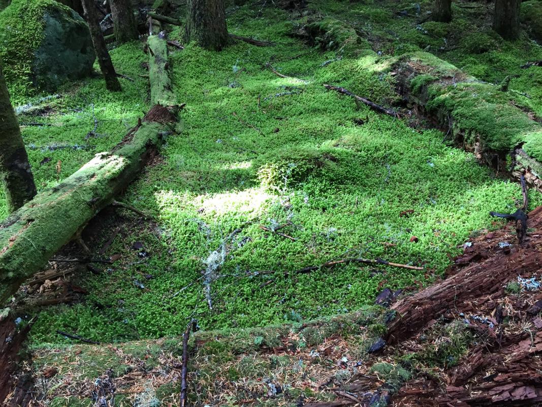 Shag carpet moss!