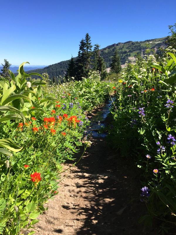 Wildflowers!