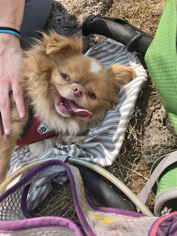 Belly rubs at our lunch break