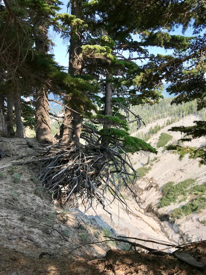 Trees barely hanging onto the cliff edge by their roots Trees barely hanging onto the cliff edge by their roots