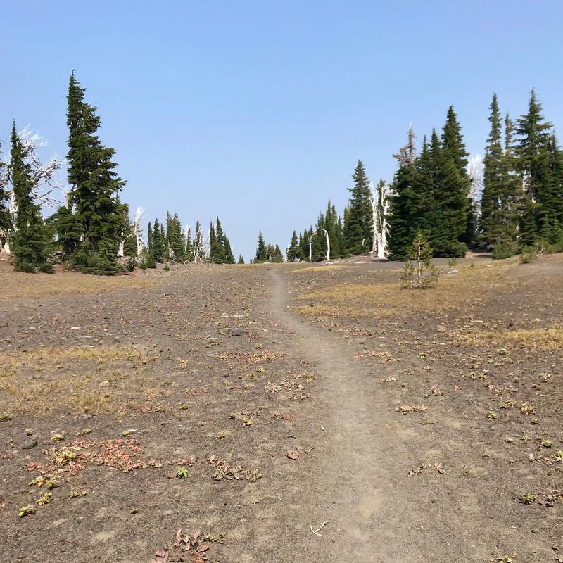 A beautiful stretch of trail flanked by trees
