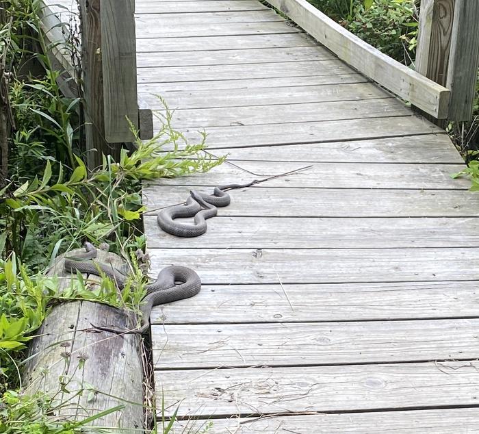 Snakes on a bridge! Snakes on a bridge!