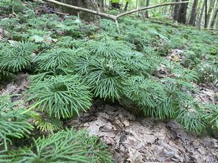 Baby trees? Baby trees?