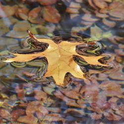 Main image for Floating Footer Notification