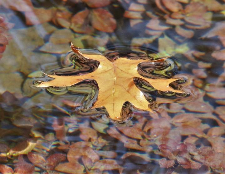 Main image for Floating Footer Notification